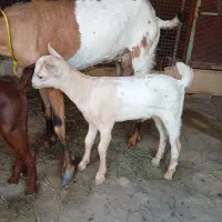 فروش کهره بادو بچه نر|حیوانات مزرعه|میناب, |دیوار