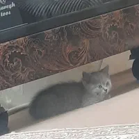 گربه بریتیش اسکاتیش دوماهه