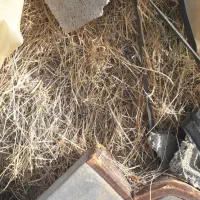 علوفه|لوازم جانبی حیوانات|سلماس, |دیوار