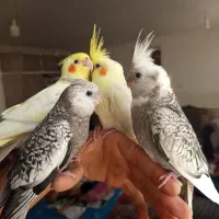 جوجه عروس هلندی ایزابلا و لوتینو دونخور و دستی