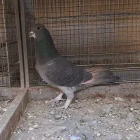 ماده خرقه زرهی|پرنده|اصفهان, گلستان|دیوار