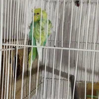 مرغ عشق پروانه ای،رینبو .ماهی گوپی وفایتر با کیفیت|پرنده|مرودشت, پشت سایپا‎|دیوار