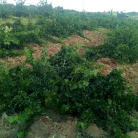 باغ انگورحصار