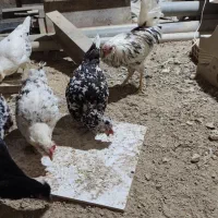 مرغ گلین لری