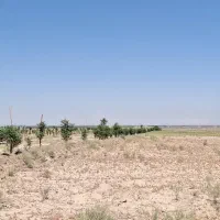 8000مترباغ سندشش دانگ سهیلیه اقبالیه|فروش زمین و ملک کلنگی|کرج, گلشهر|دیوار