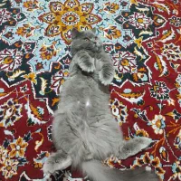 گربه نر جهت جفت گیری|گربه|مشهد, عامل|دیوار