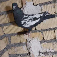 کبوتر|پرنده|شیراز, جرسقان|دیوار