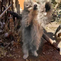 شیتزو .فروشی|سگ|آباده, |دیوار