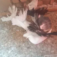 دمچتری اصل|پرنده|خمینی‌شهر, |دیوار