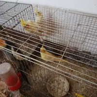 طوطی عروس بالغ به قیمت پیشنهادی و منصفانه شما|پرنده|رودبنه, |دیوار