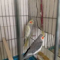 عروس هلندی مولد