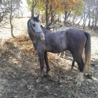 اسب نریان کورد باری و سواری|اسب و تجهیزات اسبسواری|ننور, |دیوار