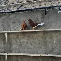 کبوتر دم سفید ، قارا ، بدرنگ