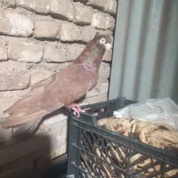 نرسرخ صرب 35 سانتی معاوضه باقلیون شارژی عوض میکنم|پرنده|سوسنگرد, |دیوار