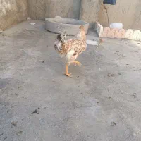 خروس دو رگه|حیوانات مزرعه|سنندج, |دیوار