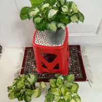 گل و گیاه طبیعی باکیفیت سانسوریاو پتوس و زامفولیا|گل و گیاه طبیعی|مشهد, قائم|دیوار