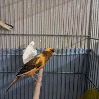 قناری جفت نرو ماده تازه جفت معاوضه فنچ نژاد دار