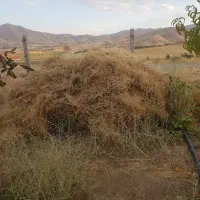گیاه آماده برای خرمنکوب