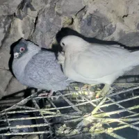 کبوتر ساده یک جفت