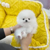 توله سگ پامر خرسی/پامرانین اورجینال