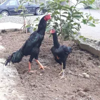 تخم مرغ دوسر اوشامو المانی دانگ بالا