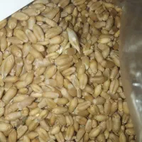 بذر گندم|خدمات باغبانی و درختکاری|گنبد کاووس, |دیوار