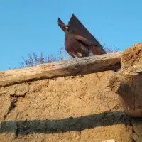 قوردی|پرنده|اردبیل, |دیوار