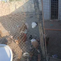 ۳تابوقلمون درشهراراللو