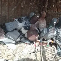 کبوتر|پرنده|شوشتر, |دیوار