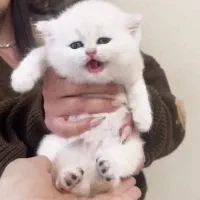 گربه بریتیش مو کوتاه چشم آبی