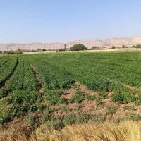 زمین کشاورزی دشتروم تنگاری ریواسی ۱۱۴۹۶ متر|فروش زمین و ملک کلنگی|یاسوج, |دیوار