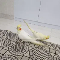 عروس لوتینو