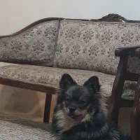 حیوان خانگی