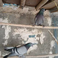 یاهو صحرای