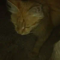 واگذاری بچه گربه پرشین