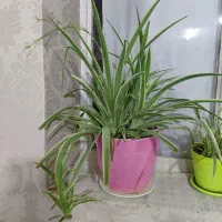 گل گندمی|گل و گیاه طبیعی|مشهد, رضاییه|دیوار