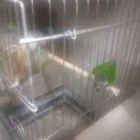 سه جفت گرینجیک فروشی و یک جفت ملنگو|پرنده|ارومیه, |دیوار