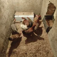 مرغ خوشگل سرحال همشونم تخم میزارن|حیوانات مزرعه|بهارستان, |دیوار