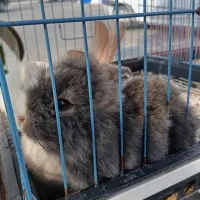 انواع خرگوش|موش و خرگوش|محمودآباد, |دیوار