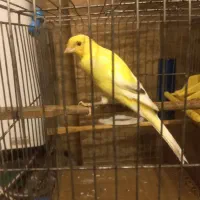 فروش قناری نر بخون حرفیی مست مست
