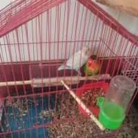 طوطی کوتوله برزیلی