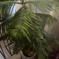 دو عدد گل وگلدان