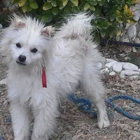 فروش سگ پامرانین