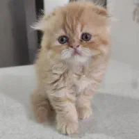 گربه پرشین و اسکاتیش