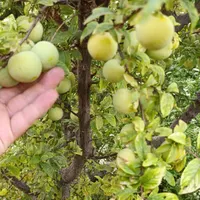 آلو زرد .قطره طلا.تازه بعد سفارش از درخت چیده میشه