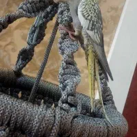 دو عدد عروس هلندی زیبا وسالم سرحال