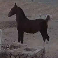 کره نریان