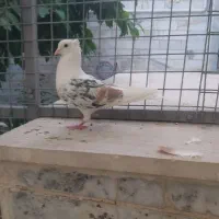 کبوتر