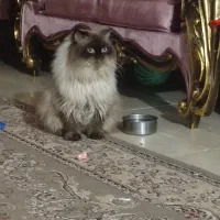 گربه هیمالین نر