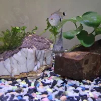 کت فیش|ماهی|فردیس, سرحدی|دیوار